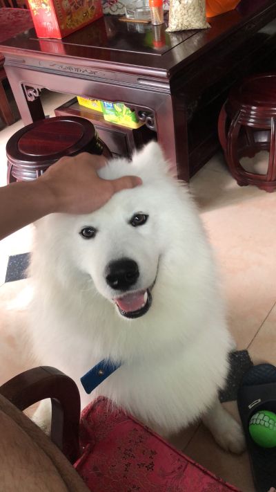 周杰伦