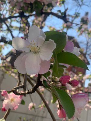 油烟机清洗