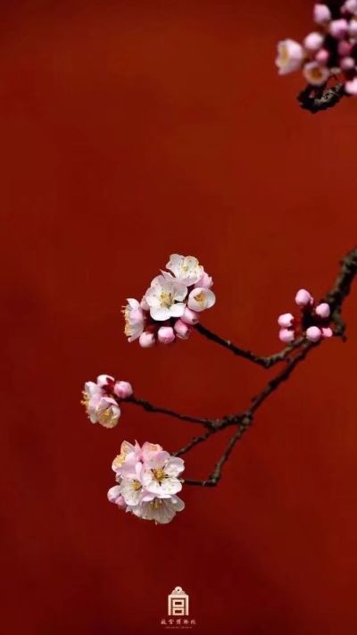设计师