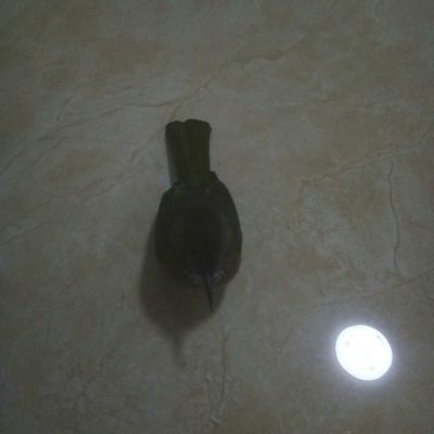 派送