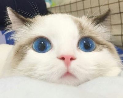 保洁