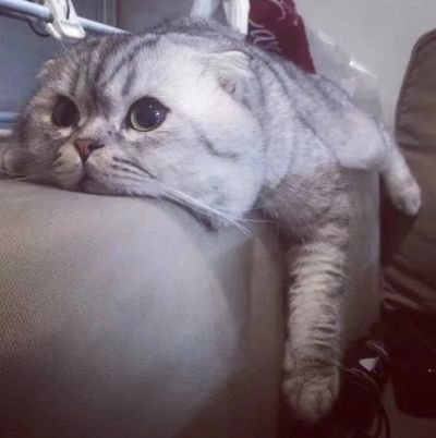 电信