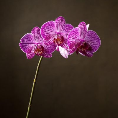 地板