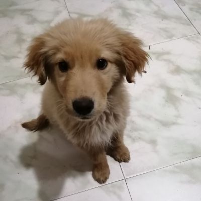 内外墙刮腻子