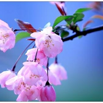 平面设计师