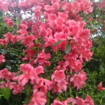 木地板