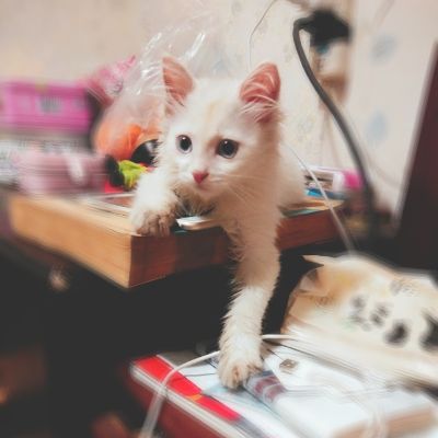 家装木门专业安装门