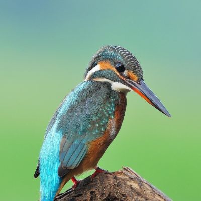 专业团队油漆，刮大白，涂料，打磨做涂料