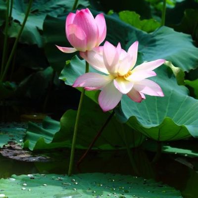 贴壁纸墙布油漆工安装指纹锁丝网印