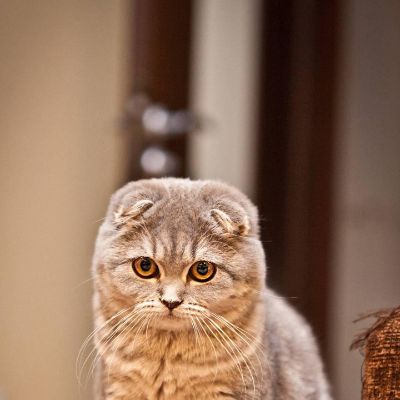 专业安装各种木地板