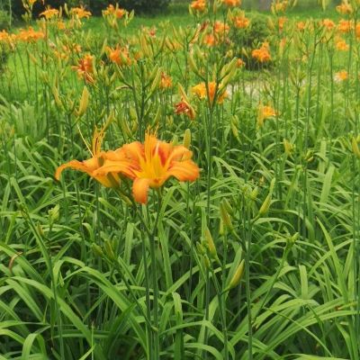 整屋装修半包装修翻新装修