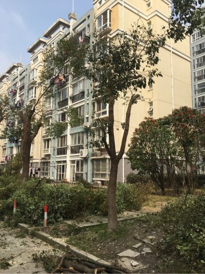 伐树树木修剪伐树树木修剪