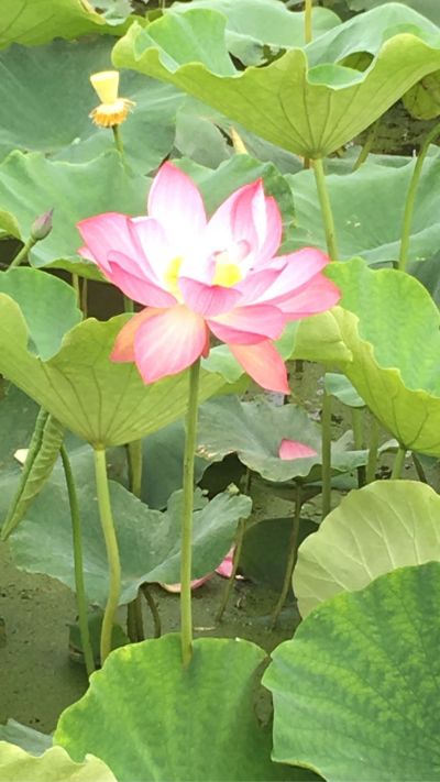 灯具安装