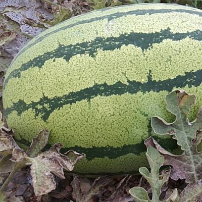 贴砖家电维修