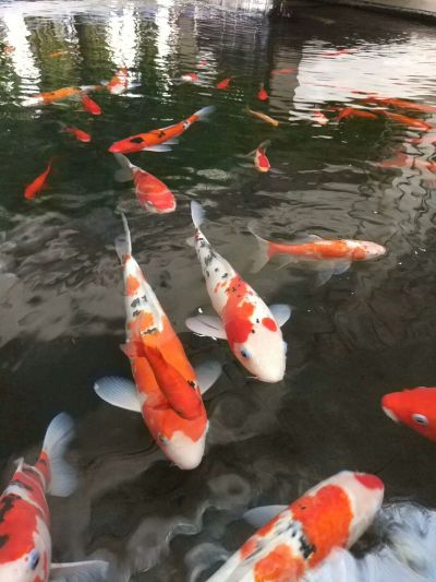 保定馨靚装饰工程有限公司：主营竹木墙板销售装饰、集屋整装及传统装修
  崇尚环保，并践行品质责任。为您呈现温馨靓丽的起居、工作和商用环境  合作热线：177 8822 8369