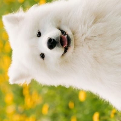 有啥做啥