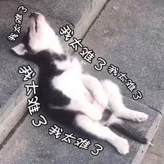 吊顶隔墙