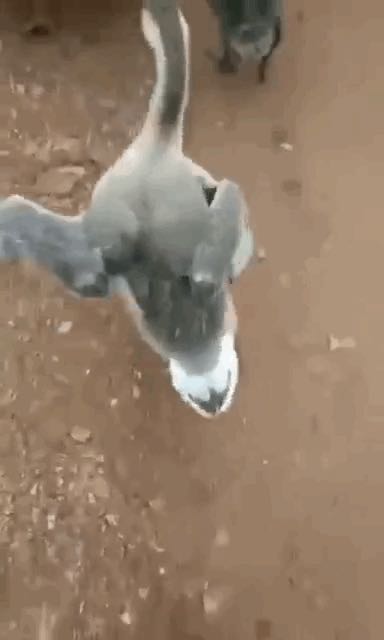 木地板安装