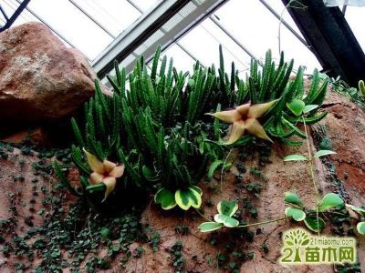 集成吊顶