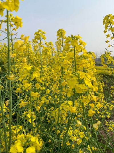 接杂活上分