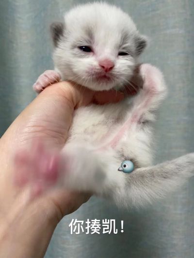 柜子司机上门喂养帮忙接生