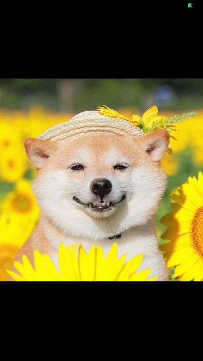 安装