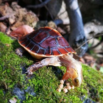 无
