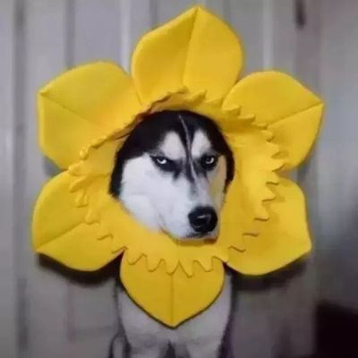 油漆工肌理漆艺术漆