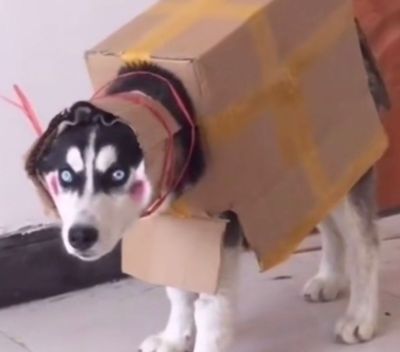 业主