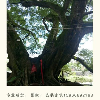 无接单
