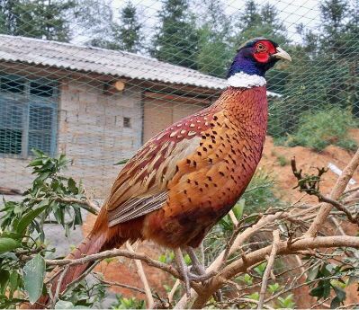 大量接瓦工，木工，单位清洁，清洗，消毒等活，一八八五一二一零五五九