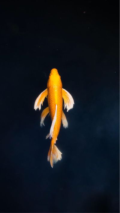 装修