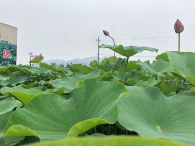 推广