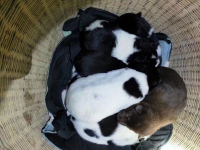 家电维修安装电脑维修重装油漆工家具配送安装
