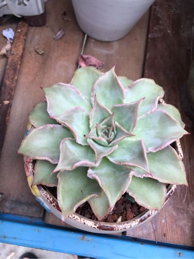 家具