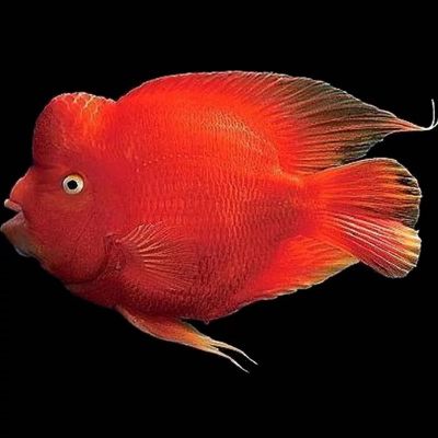 水族园艺