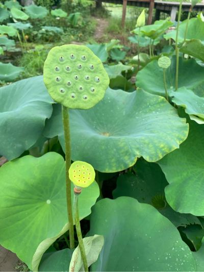 木工
