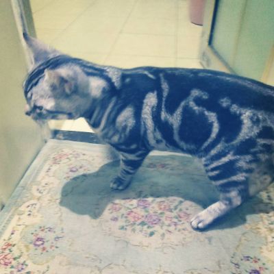 门窗不锈钢