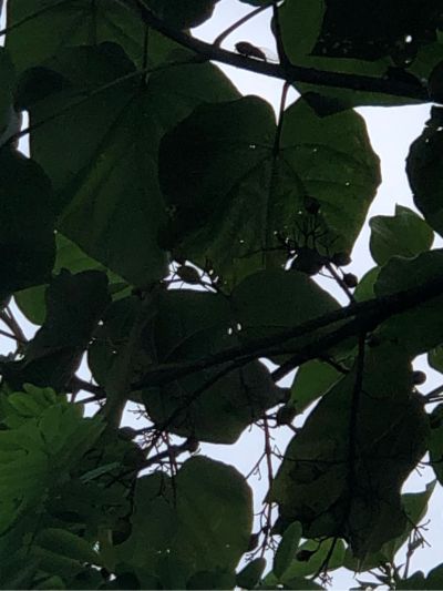 机械
