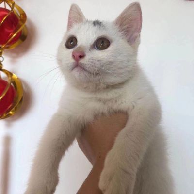 电工