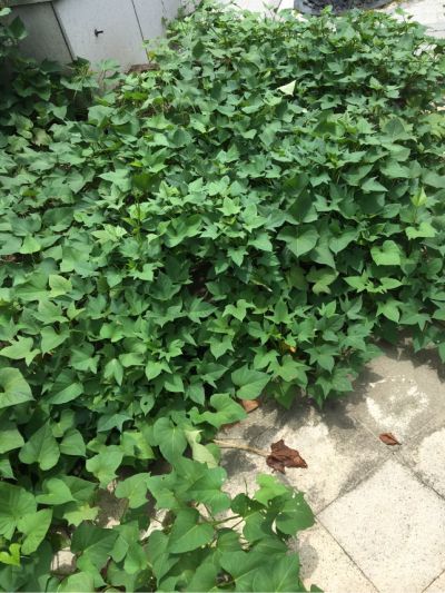 网络