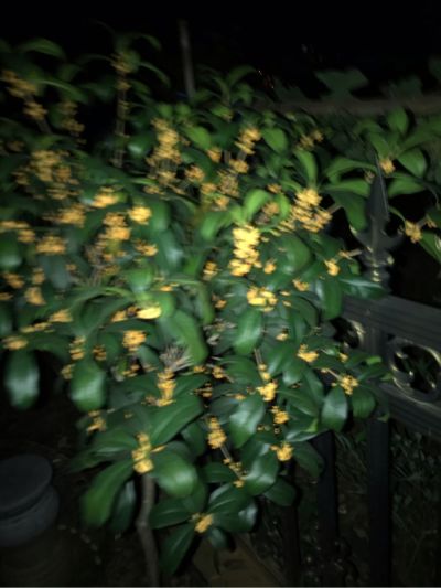 蜂巢帘