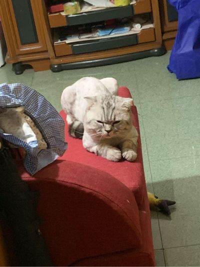 小小新