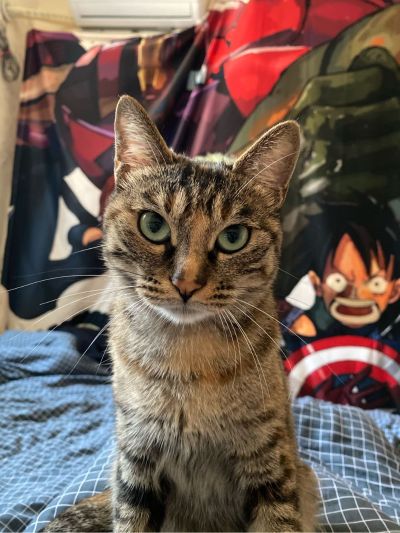 家装