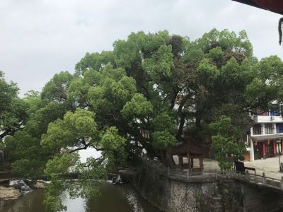 律师