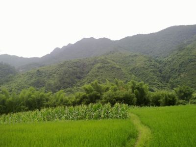 专业无