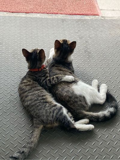 把顶灯拆了装吊扇