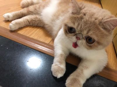 软件