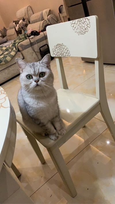 装修乳胶漆工