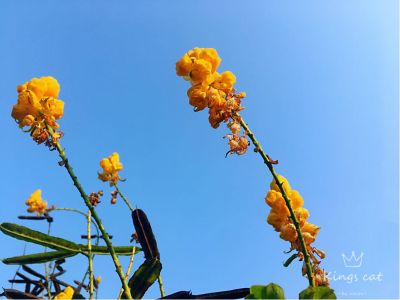 宠物烘干箱